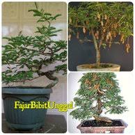 Jual Produk Bibit Bonsai Asem Termurah Dan Terlengkap Januari 2021 Bukalapak