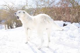 Detailed information on maremma sheepdog, from health to temperment you will find the maremma sheepdogs. Maremma Sheepdog Hunde Rassen Information Omlet
