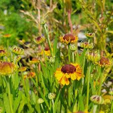 Image result for Helenium autumnale