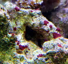 We did not find results for: Have I Got Coralline Algae Beginners Discussion Nano Reef Community