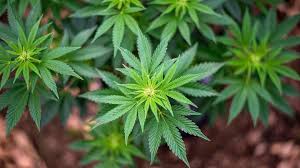 El cannabis puede encontrarse en distintas formas, desde la sativa y la índica hasta formas creadas por. Kiffen Light So Wirkt Das Legale Cannabis Aus Der Schweiz Stern De