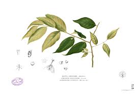Image result for Cleistanthus schlechteri