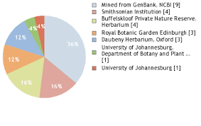 Image result for Leptactina platyphylla
