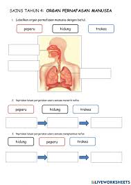 Sistem pernafasan manusia devinisi sistem pernapasan atau sistem respirasi adalah sistem organ yang digunakan untuk pertukaran gas. Pernafasan Manusia Activity For Tahun 4