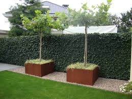 Dakplataan Tuin Cortenstaal Tuin Bomentuin