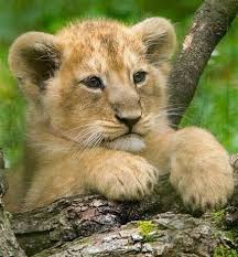 Awe What A Beautiful Baby Tiger Animals Beautiful Cute Animals Baby Animals