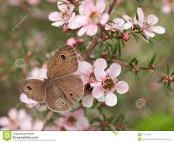 Spring Dusky Knight Butterfly Id Australian Leptospernum