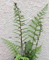 Kenneth campbell in south carolina: Applecourt Crested Japanese Painted Fern Anisocampium Formerly Athyrium Niponicum Applecourt Fancy Fronds Nursery