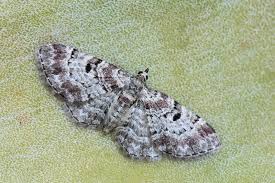 Image result for Eupithecia orphnata