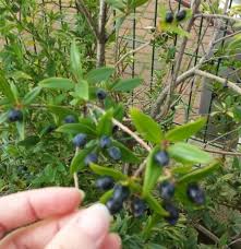 Check spelling or type a new query. Liquore Di Mirto Fatto In Casa Ricetta Sarda
