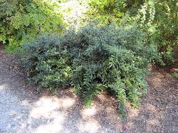 Image result for Berberis julianae