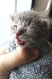 How To Treat An Eye Infection In A Kitten Bicultural Familia Kitten Eyes Kitten Eye Infection Cat Eye Infection