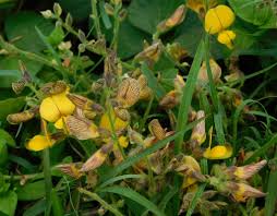 Image result for Rhynchosia caribaea