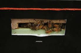 We have a list of diy beehive plans and ideas that you can use to achieve this goal. Beeculture Com