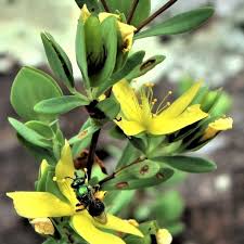 Image result for Rhynchosia micrantha