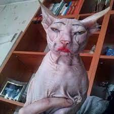The Cat Is Not Pleased Funny Animals Funny Animal Pictures Funny Makeup Memes