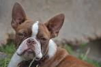 Boston Terrier Dog Breed Information - American Kennel Club