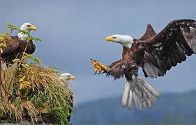 Feb 26, 2015 · on average, bald eagles weigh somewhere between nine and twelve pounds, depending on if it's a male or a female (the females tend to weigh a little more). Eagle Facts 20 Interesting Information You Should Know