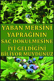 Yaban Mersini Yapraginin Sac Dokulmesine Iyi Geldigini Biliyor Muydunuz Yaban Mersini Biliyor Muydunuz Saglikli Yasam