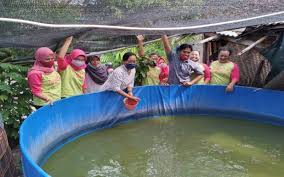 Ini Cara Budidaya Lele Bioflok Yang Menguntungkan Harianjogja Com