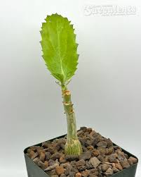 Image result for Cyphostemma congestum