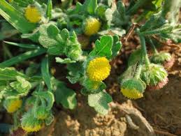 Image result for Grangea maderaspatana