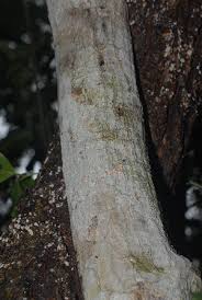 Image result for Strychnos henningsii