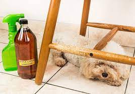 15 Best Anti Chew Sprays Tested On 100 Dogs