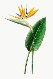 Hand Drawn Sparkling Bird Of Paradise Flower Design Element Free Image By Rawpixel Com Birds Of Paradise Flower Birds Of Paradise Birds Of Paradise Plant