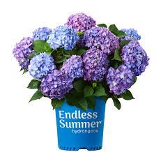 We did not find results for: Bloomstruck Bigleaf Hydrangea Endless Summer