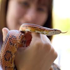 After decades of helping children and adults overcome their fear of snakes,  our beloved outreach snake Cornelius (known as "Corny") has died. He was  27—not a record, but still quite an old