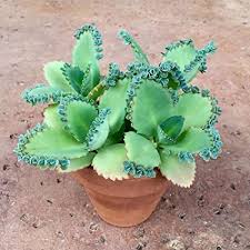 Check spelling or type a new query. Amazon Com 3 Mother Of Thousands Kalanchoe Daigremontiana Mexican Hat Plant Succulent Garden Outdoor
