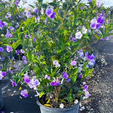 Image result for Brunfelsia pauciflora