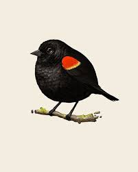 Black Bird With Red Under Wing The Art Of Mike Mitchell Watercolor Bird Black Bird Bird Art