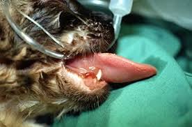 Cystitis, uterine infections, trauma or tumors, may be some of the main reasons that could explain why your cat is bleeding from her vulva. Oral Inflammatory And Ulcerative Disease In Small Animals Digestive System Merck Veterinary Manual