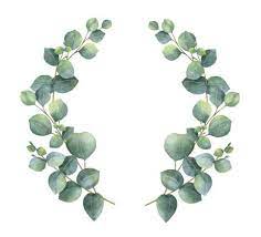 17 Eucalyptus Wreath Png Wreath Illustration Wreath Watercolor Silver Dollar Eucalyptus