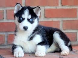 Siberian Husky Puppy For Sale In Mount Joy Pa Adn 58188 On Puppyfinder Com Gender Female Age 7 Weeks Old Siberian Husky Husky Puppy Husky Puppies For Sale