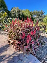 Image result for Aloe carnea