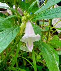 Image result for Sesamum angustifolium