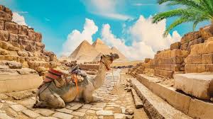 Camel - Wikipedia
