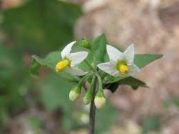 Image result for Solanum sp. B