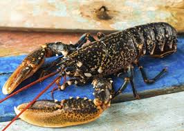 Beurrer le moule avec le reste du beurre, soit un moule spécial à tourteau, à fond arrondi, soit un moule à manqué rond. Vente En Ligne Homard Europeen Bleu Vivant 600 800g O Poisson O Poisson