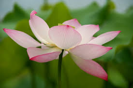 Www.lotusland.de some more lotus flowers from our farm. Nelumbo Grand Slam Lotosblume Mittlere Sorten Lotos Nymphaion Online Shop