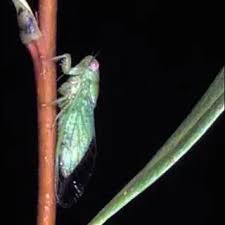 Image result for Gnidia inconspicua