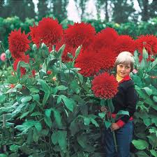 Plant some in your yard and wait for the passersby to stop and take notice! Giant Dinnerplate Dahlia The Big Wow K Van Bourgondien