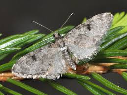 Image result for Eupithecia conterminata
