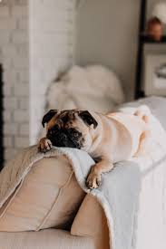 Notification when pet dies while offline? How To Write A Pet S Death Announcement Examples Cake Blog