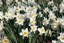 Why buy our flower bulbs. 18 Plants With White Flowers