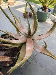 Image result for Aloe aculeata × globuligemma