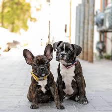 While you won't get a small petite mix, when you have a french bulldog pitbull mix you'll typically get a dog that weighs between 30 and 40lbs. 8 Popular French Bulldog Mixes Askfrenchie Com